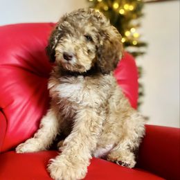 Zacian - Sable male Goldendoodle puppy in Twin Falls, Idaho from Burrow & Bone