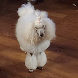 Poodle All Grown Up from Reflexxion Poodles
