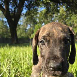 Doberman Pinscher and Great Dane Puppies from Draggin Dobermans & Great Danes