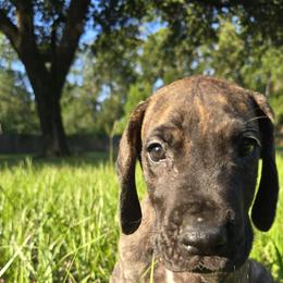 Doberman Pinscher and Great Dane Puppies from Draggin Dobermans & Great Danes