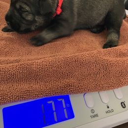 Standard Schnauzer Puppies from Songbird Standard Schnauzers
