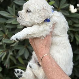 Golden Retriever Puppies from Sanctuary Ranch Goldens