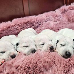 Dalmatian Puppies from Dalmatian Vacation