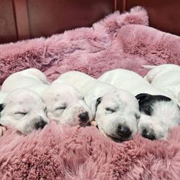 Dalmatian Puppies from Dalmatian Vacation