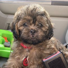 Shihpoos from Apollo's Pack