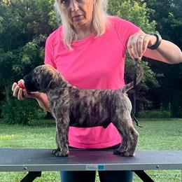 Black boy - Fawn brindle male Bullmastiff puppy in Pleasant Hill, Missouri from Marconian Bullmastiffs