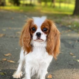 Kona - Cavalier King Charles Spaniel