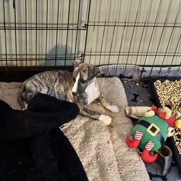 Whippet Puppies from Longlesson kennels