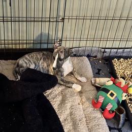 Whippet Puppies from Longlesson kennels