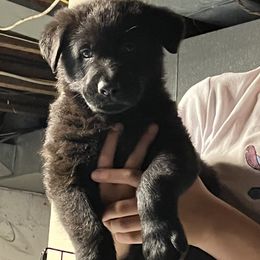 German Shepherd Puppies from High Tide German Shepherds