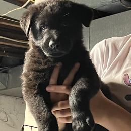 German Shepherd Puppies from High Tide German Shepherds