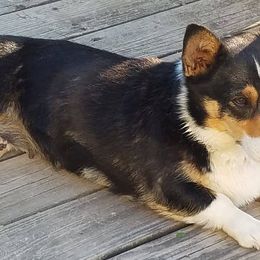 Pembroke Welsh Corgis from Roger Rosa Kennel