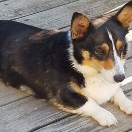 Pembroke Welsh Corgis from Roger Rosa Kennel