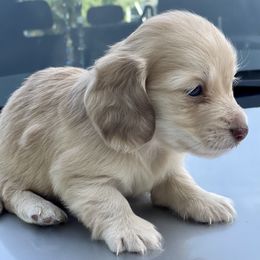 Dachshund Puppies from STORIED DOXIES