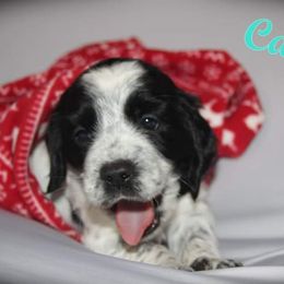 English Springer Spaniel Puppies from South Fork Springers