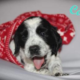 English Springer Spaniel Puppies from South Fork Springers
