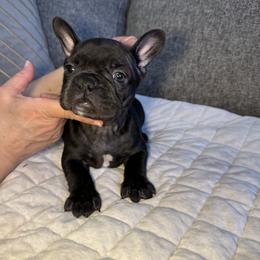 Brat - Black male French Bulldog puppy in Bolingbrook, Illinois from Flores Frenchies