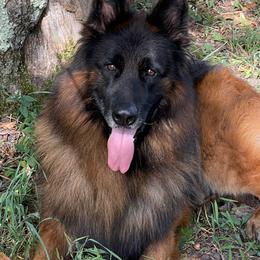 Beast - German Shepherd