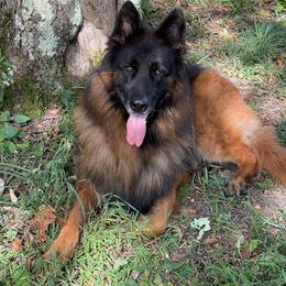 Beast - German Shepherd