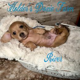 River - Cream male Dachshund puppy in Atwood, Oklahoma from Holder’s Doxie Farm