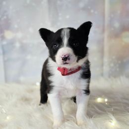 Trixie - Black and white female Border Collie puppy in Avilla, Indiana from Borderline Kennels