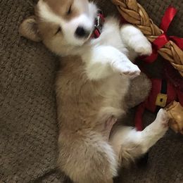 Pembroke Welsh Corgis from Em and Em Farm