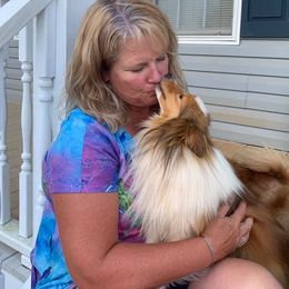 Shetland Sheepdog All Grown Up from Fox Point Farm Toy Shelties