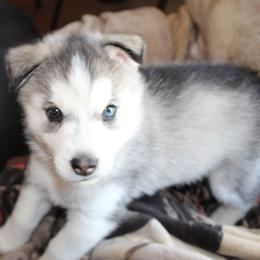 Siberian Husky Puppies from Tevana Siberians LLC