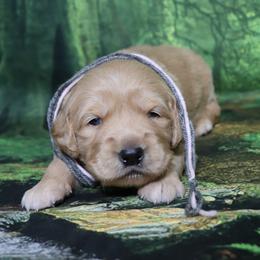Clark gray collar - Golden male Golden Retriever puppy in Great Falls, Montana from VS Golden Fields