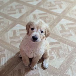 AKC Gray boy - Golden male Golden Retriever puppy in Joshua, Texas from 3 Gun Retrievers