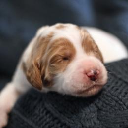 Goldendoodle Puppies from Moore Mini Goldendoodles to Love