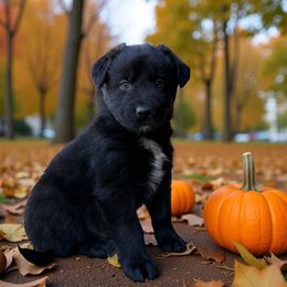 Rio-FULL TAIL - Black & white male Australian Shepherd puppy in Statesville, North Carolina from Charming Australian Shepherds