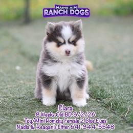 Elara - Blue female Pomsky puppy in Humeston, Iowa from M.A.R. Dogs