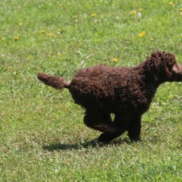 Poodle Puppies from RK'S Pets