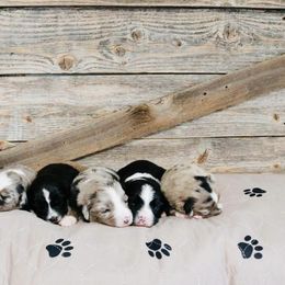 Miniature Australian Shepherd Puppies from Broken T Australian Shepherds