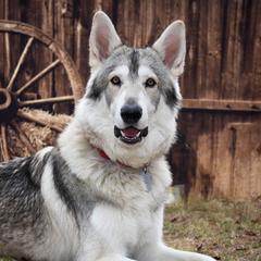 Buck - Northern Inuit Dog
