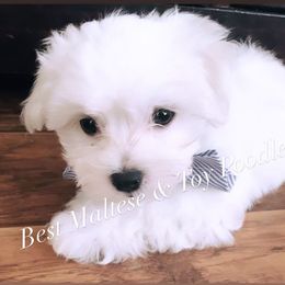 Companion Cross, Maltese, and Maltipoo Puppies from Best Maltese & Toy Poodles of Texas