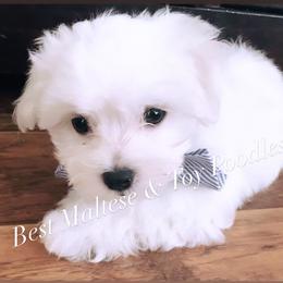 Companion Cross, Maltese, and Maltipoo Puppies from Best Maltese & Toy Poodles of Texas
