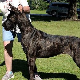 Great Danes from AnayaDanes