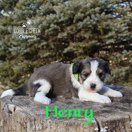 Henry - Sable male Bernedoodle puppy in Heyworth, Illinois from Cobble Creek Puppies