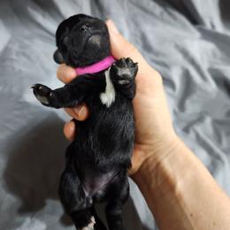 Dark Pink Female - Black and white female Schnoodle puppy in Lehi, Utah from KK Schnauzers