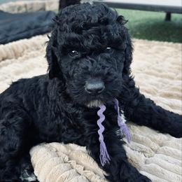 Purple girl, Bella - Parti female Poodle puppy in Gainesville, Georgia from Rose’s Goldendoodles & Standard Poodles
