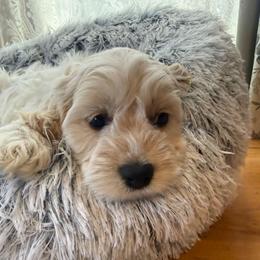 Rudolph - Buff and white male Cockapoo puppy in Bronson, Florida from Tabler Family Puppies