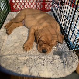 Labrador Retriever Puppies from Triple Threat Labradors