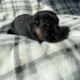 Jorro - Black and red male German Shepherd puppy in Garland, Maine from Vom Schön Traumhund