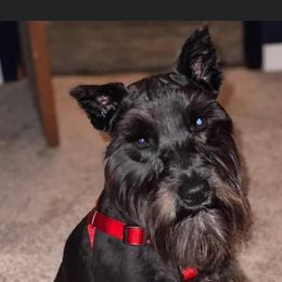 Miniature Schnauzers from Standing Rock Schnauzers