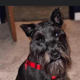 Miniature Schnauzers from Standing Rock Schnauzers