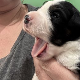 Miniature American Shepherd Puppies from Cashecho Kennel