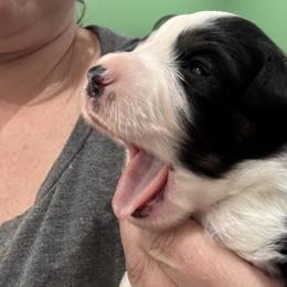 Miniature American Shepherd Puppies from Cashecho Kennel