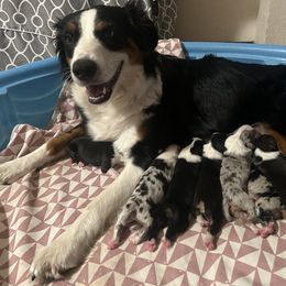 Australian Shepherd puppies from Cherry City Kennels